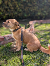 Load image into Gallery viewer, Collar - Tahoe Dog Co. "Classic"