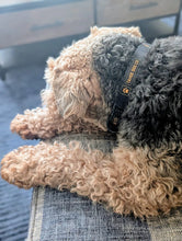 Load image into Gallery viewer, Collar - Tahoe Dog Co. "Classic"
