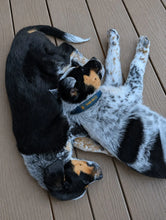 Load image into Gallery viewer, Collar - Tahoe Dog Co. "Classic"
